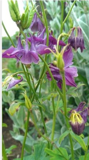 Aquilegia Seeds / Aquilegia Plants