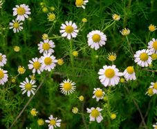 (C) Matricaria Chamomilla seeds 0.7g