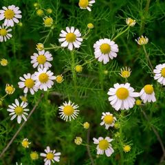 (C) Matricaria Chamomilla seeds 0.7g