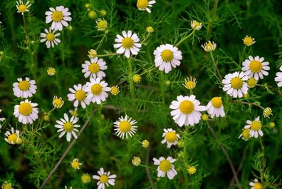 (C) Matricaria Chamomilla seeds 0.7g