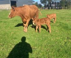 Incalf Heifers for sale