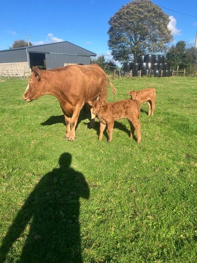 Incalf Heifers for sale