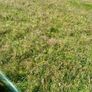 (73 Left In Storage)world Class Hay Image 5