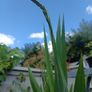 2 Lucifer Plants Image 3