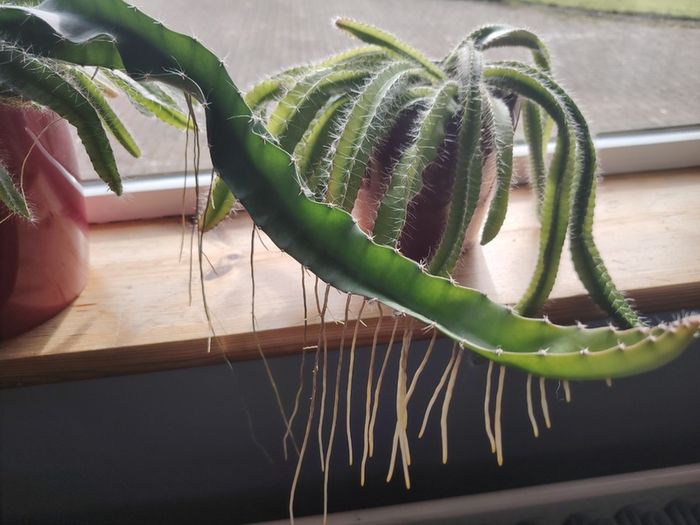 Cutting of Tropical Climbing Cactus