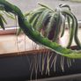 Cutting of Tropical Climbing Cactus Image 2