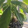 avocado plant Image 4