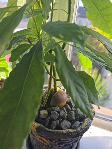 avocado plant