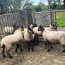 Speckled hoggets Image 4