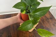 Golden pathos house plant