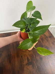 Golden pathos house plant