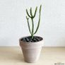 Pencil cactus, plant sale Image 2