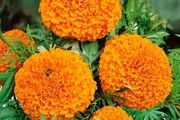 (M) African Marigold Titania Seeds 1g (184489)