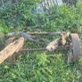 Vintage Farm Cart Wheels & Axle Image 2