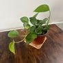 Golden pathos house plant Image 3