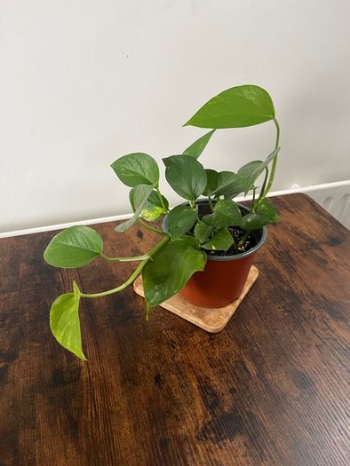 Golden pathos house plant