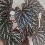 begonia flower Image 3