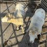 Galway Rams sis approved Image 2