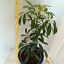 Umbrella Plant with Pot Image 3