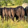 Five 5 Star Heifers Image 6