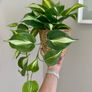 ikea fejka + pot Image 3