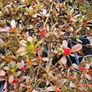 Azaleas,  Evegreen Shrubs Two Euro Image 8