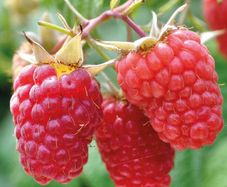 Raspberry Plant