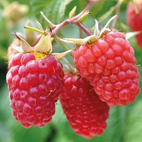 Raspberry Plant
