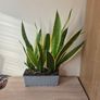 Snake Plants Image 3