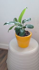 Peace Lily in Yellow Ceramic Pot - Galway - Pickup Only