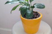 Peace Lily in Yellow Ceramic Pot - Galway - Pickup Only