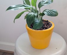 Peace Lily in Yellow Ceramic Pot - Galway - Pickup Only