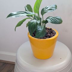 Peace Lily in Yellow Ceramic Pot - Galway - Pickup Only