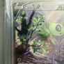 Celebi V fusion strike Image 2