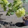 Hydrangea Image 3