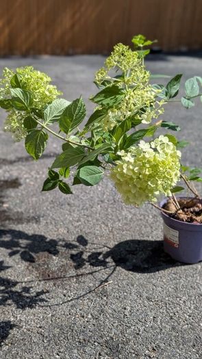 Hydrangea