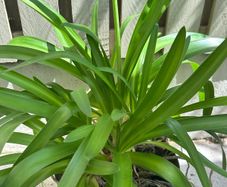 Agapanthus plant Lily of Nile -blue Garden plants