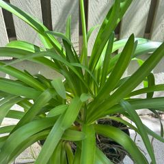 Agapanthus plant Lily of Nile -blue Garden plants
