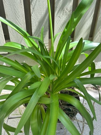 Agapanthus plant Lily of Nile -blue Garden plants