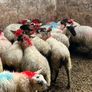 Ewe lambs Image 7