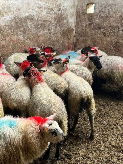 Ewe lambs