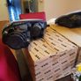 OEM VW Golf 5 Headlights Image 4