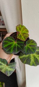 Begonia Solimutata Plant