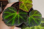 Begonia Solimutata Plant