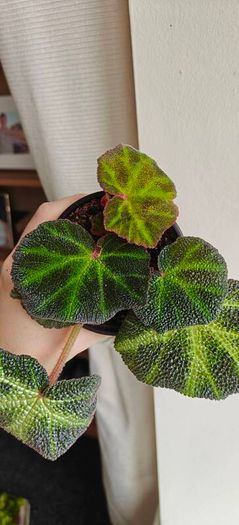 Begonia Solimutata Plant