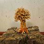 Bonsai Tree Baobab Style Small Image 2