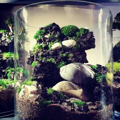 Forest in the jar 2 - H30cm x W25cm