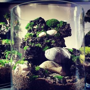 Forest in the jar 2 - H30cm x W25cm