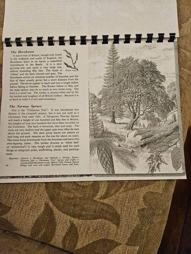 29 ink drawings of various tree species by artist S. R. Badmin. It's in binder form with 29 description of each of the  trees. See photos for same.