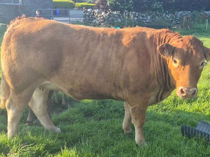 Cattle